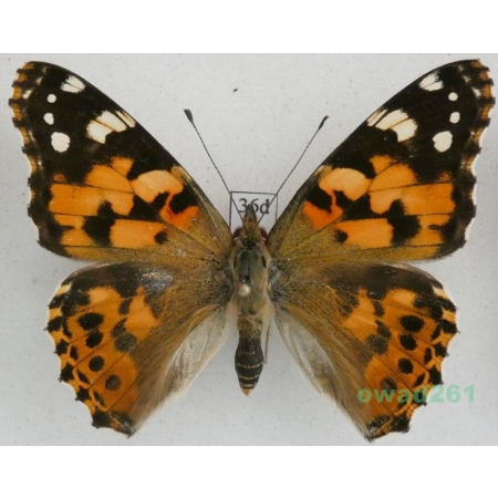 Vanessa cardui (Linnaeus, 1758) ex. ovo, Rusałka osetnik Czech36d